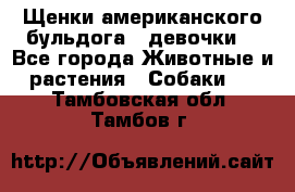 Щенки американского бульдога ( девочки) - Все города Животные и растения » Собаки   . Тамбовская обл.,Тамбов г.